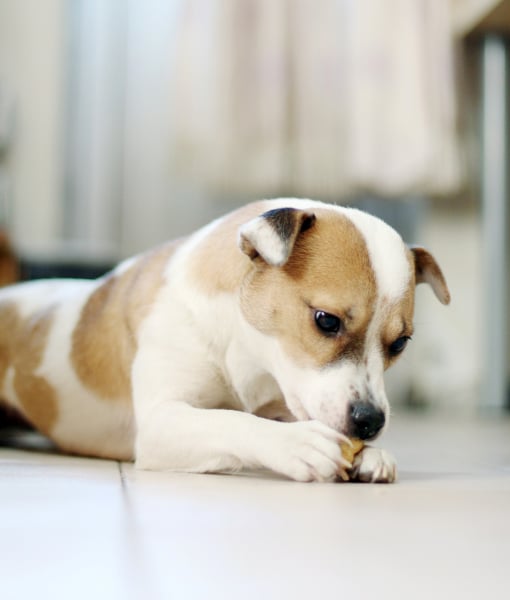 104242-dog-lying-on-floor-eating.jpg