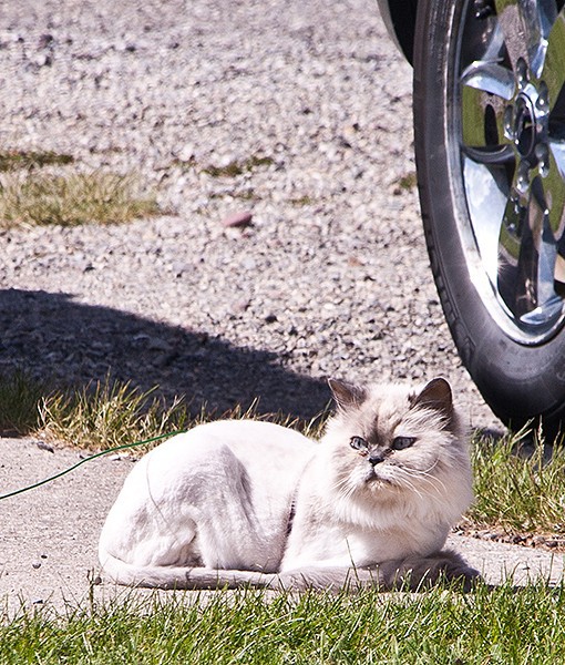 104244-reasons-not-shave-pet-1-510x600-1.jpg