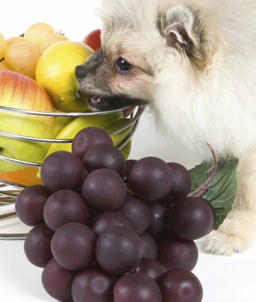 104249-dog-grapes.jpg 104249-dog-grapes.jpg