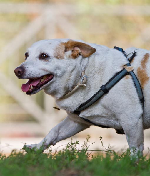 104253-white-smiling-dog.jpg
