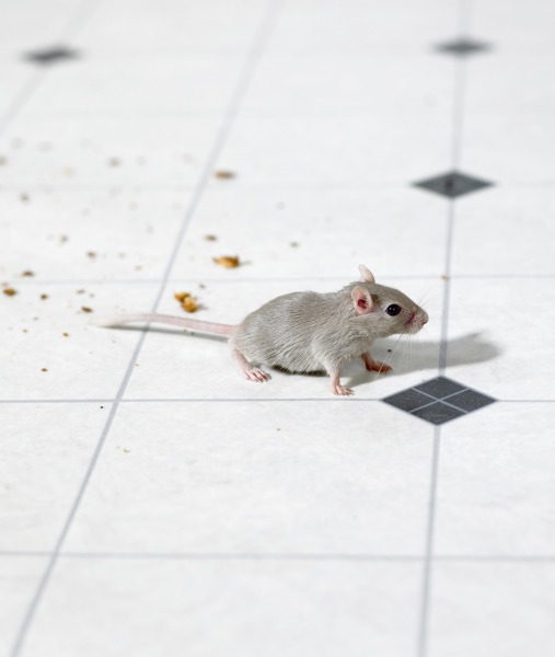 104254-mouse-crumbs-floor.jpg 104254-mouse-crumbs-floor.jpg