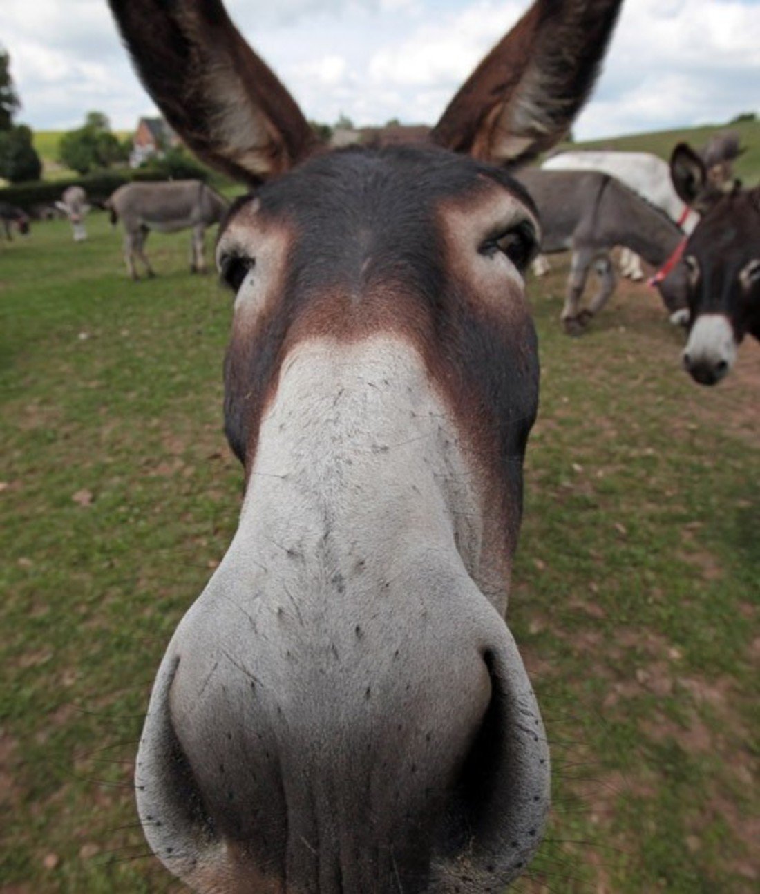 104260-donkey.jpg