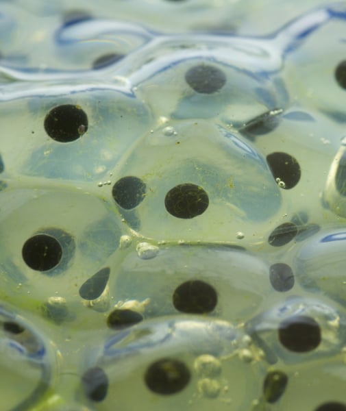 104264-frog-embryos.jpg 104264-frog-embryos.jpg