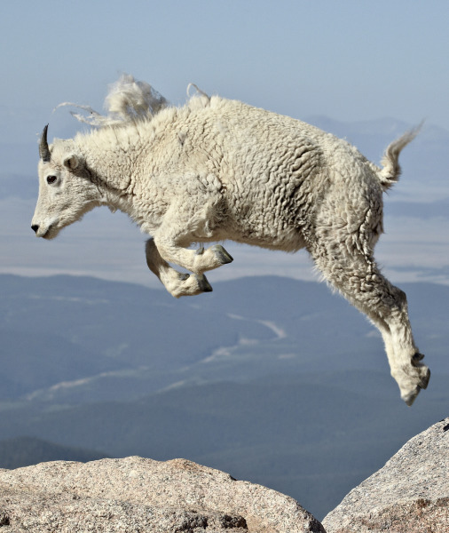 104272-mountain-goat.jpg 104272-mountain-goat.jpg