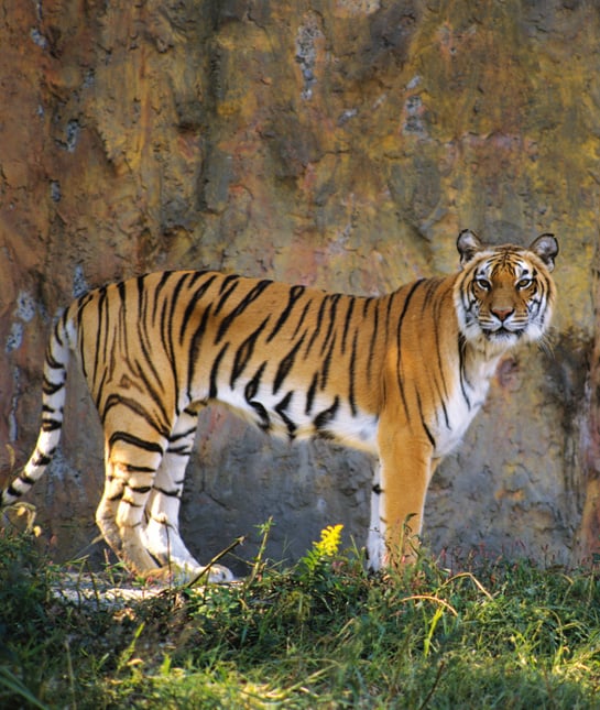 104455-tiger.jpg 104455-tiger.jpg
