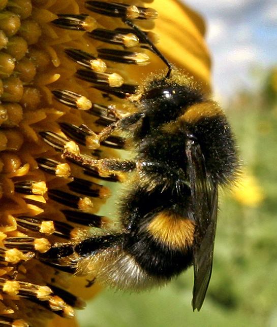 104456-bee.jpg