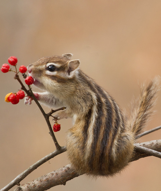 104457-chipmunk.jpg