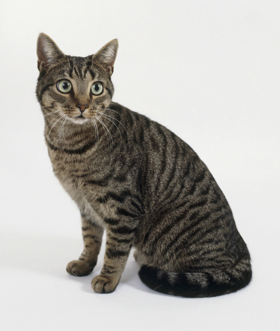 104458-mackerel-tabby-cat.jpg