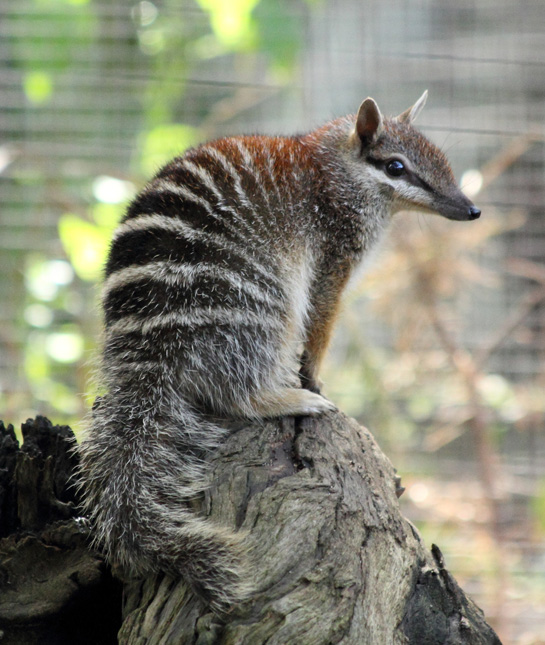 104459-numbat.jpg