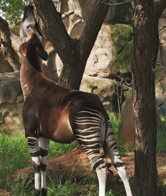 104461-okapi.jpg