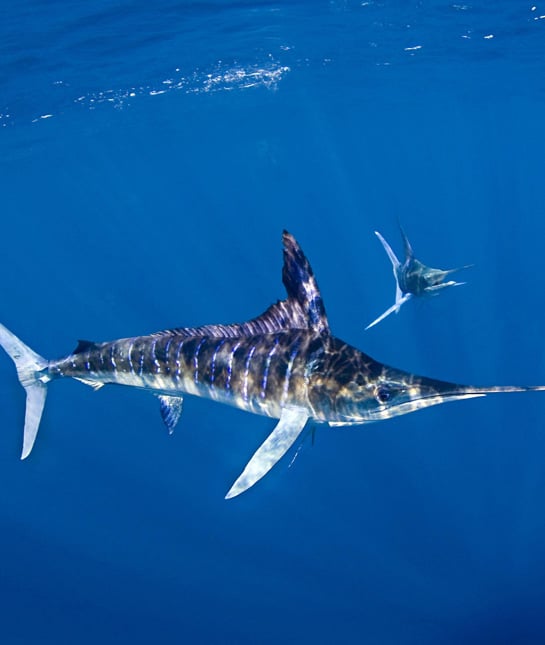 104462-striped-marlin.jpg