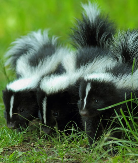 104463-skunk.jpg