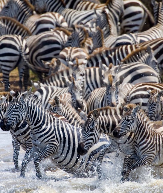 104466-zebra.jpg