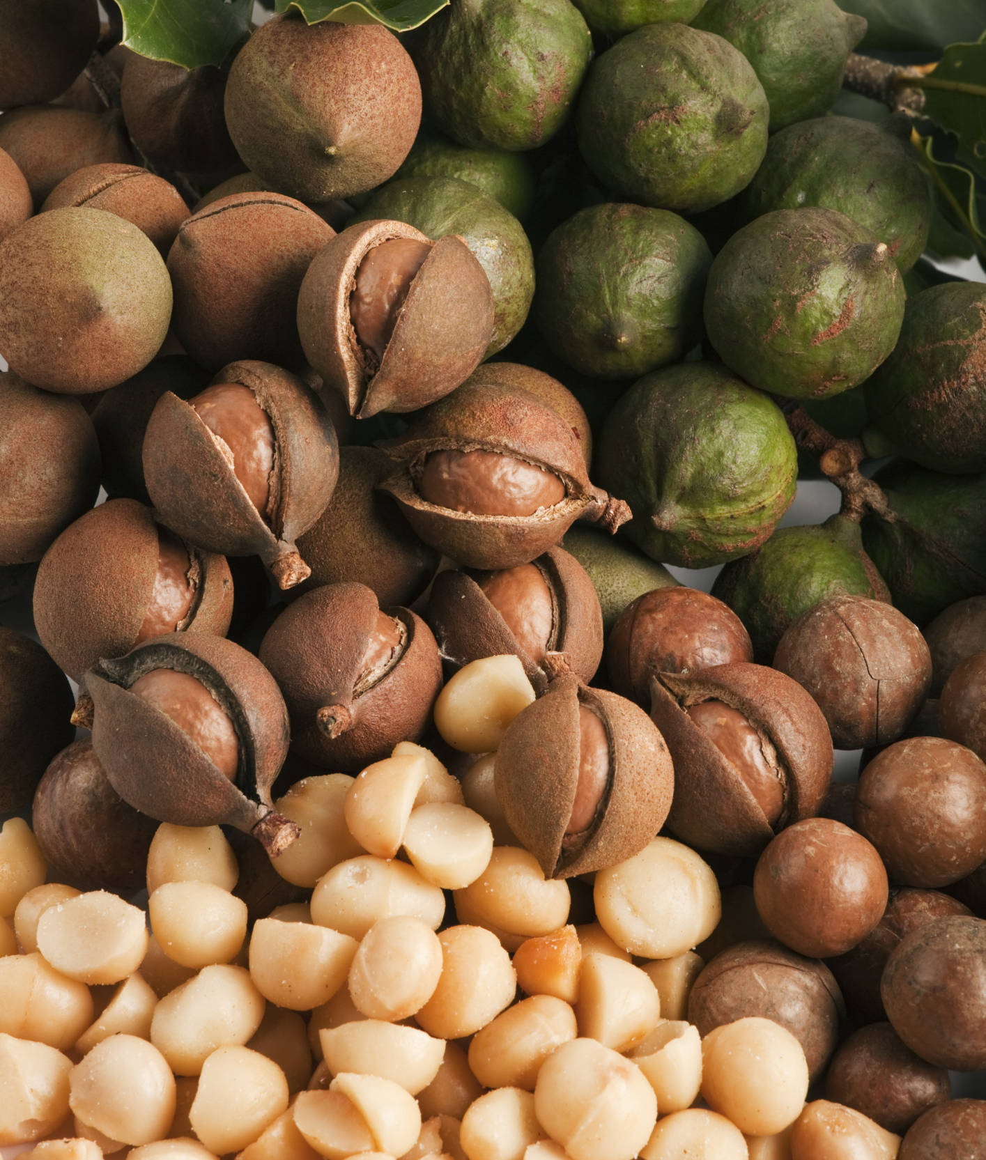 104669-macadamia-nuts.jpg