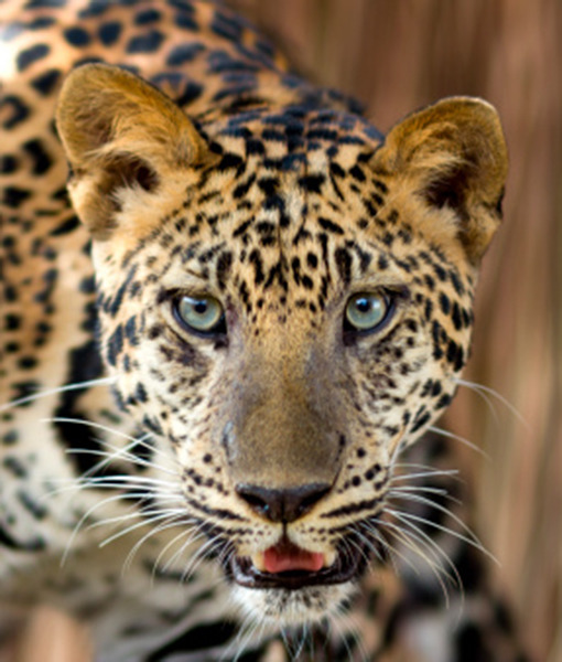 105288-2-leopard-thinkstock-1.jpg