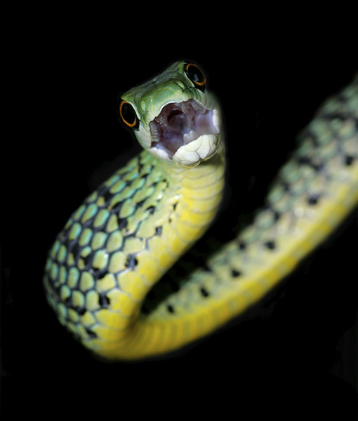105289-3-spotted-bush-snake-thinkstock-1.jpg