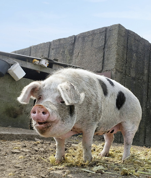 105290-7-pietrain-pig-thinkstock-1.jpg