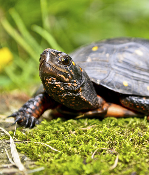 105291-6-spotted-turtle-1.jpg