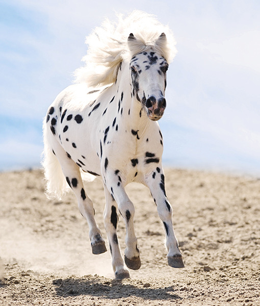 105292-5-appaloosa-thinkstock-1.jpg