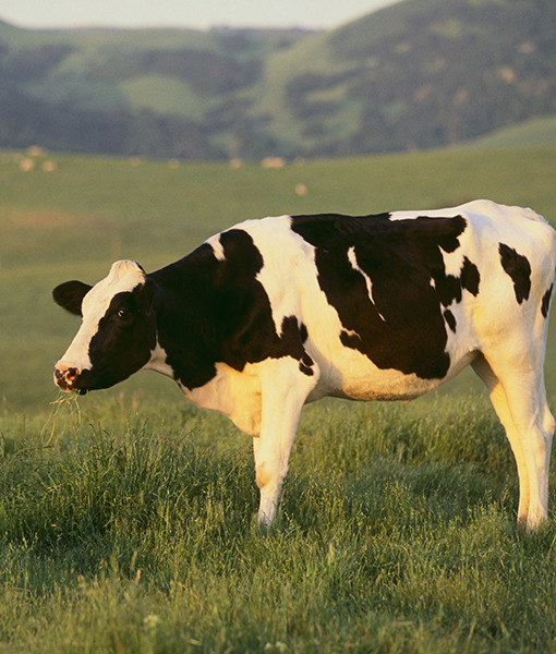 105293-4-cow-thinkstock-1.jpg