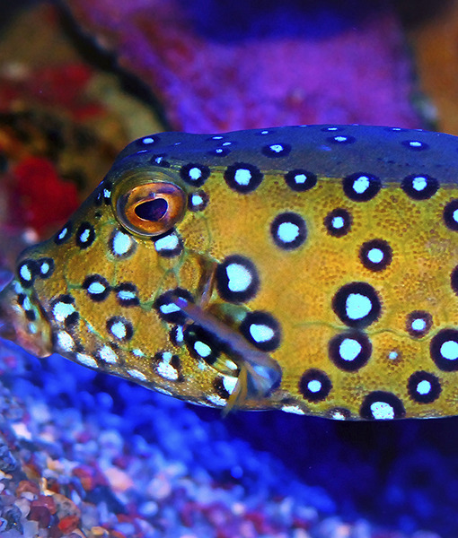 105295-9-spotted-trunk-fish-thinkstock-1.jpg