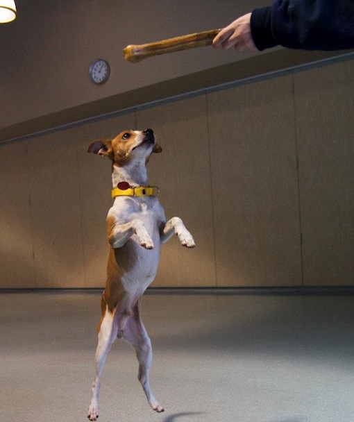 105299-canine-good-manners-camp.jpg