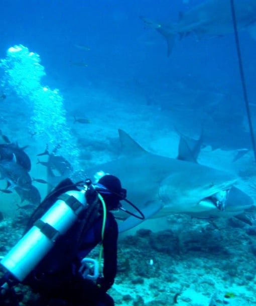 105304-fiji-shark-studies.jpg