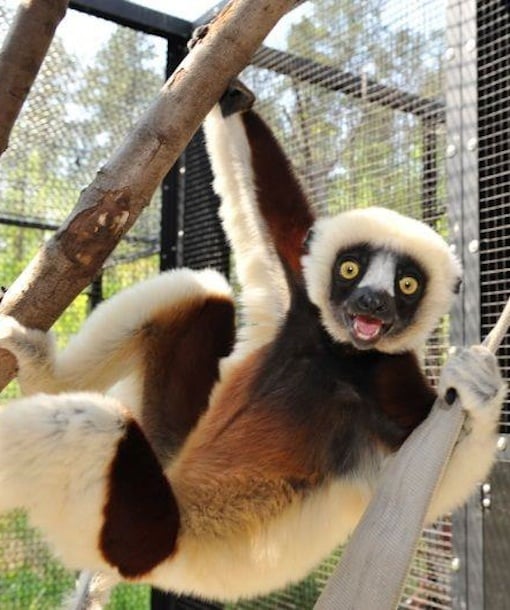 105308-leaping-lemurs-science-camp.jpg