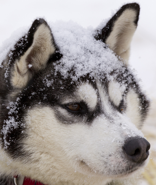 105970-siberian-husky-snow.jpg