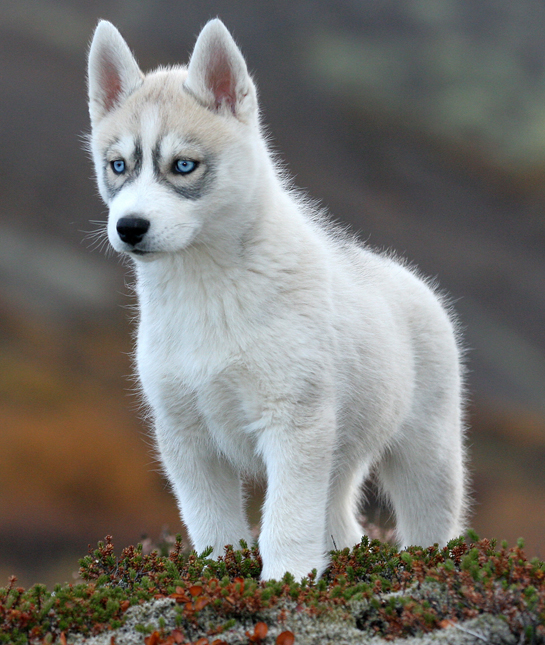 105971-siberian-husky-puppy.jpg