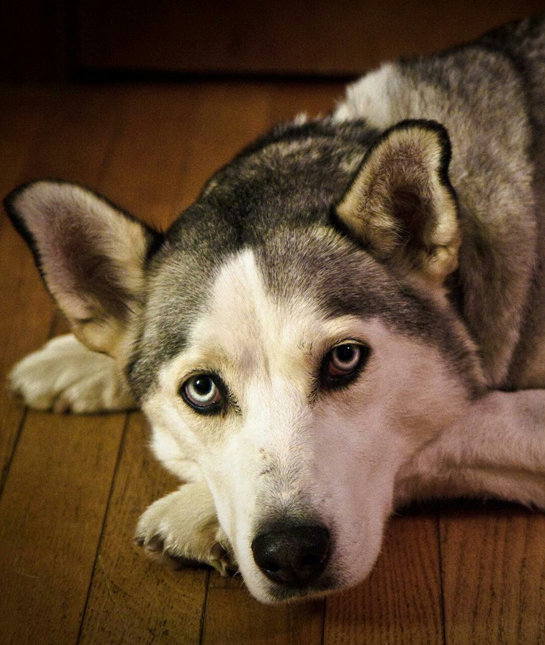 105972-siberian-husky-laying-down.jpg
