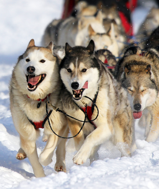 105977-siberian-husky-sled.jpg