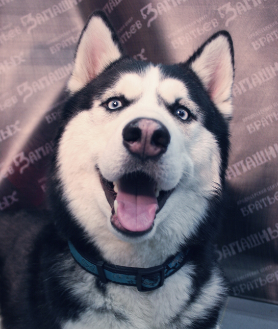 105978-siberian-husky-happy.jpg
