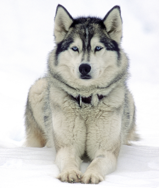 105979-siberian-husky-in-snow.jpg