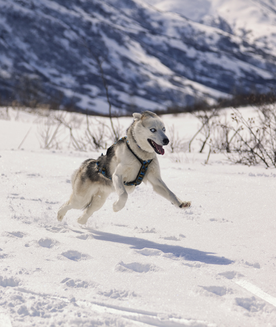105985-siberian-husky-running.jpg