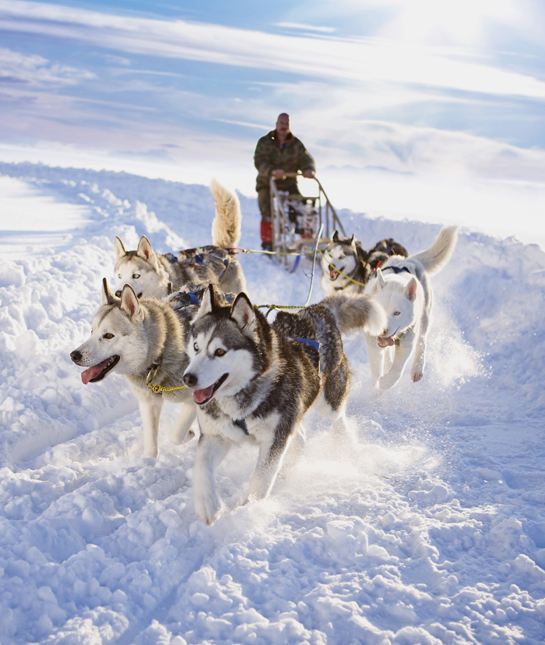106007-siberian-husky-race.jpg