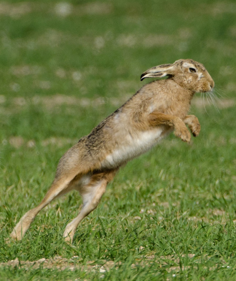 106106-hare.jpg