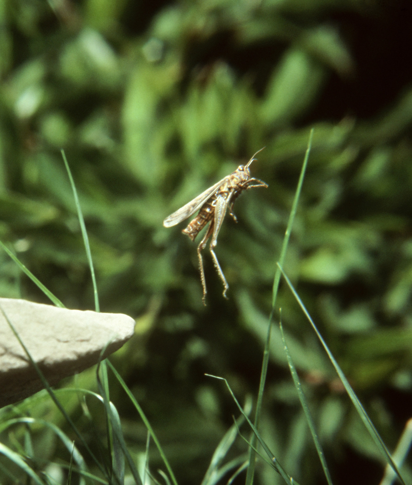 106108-grasshopper.jpg