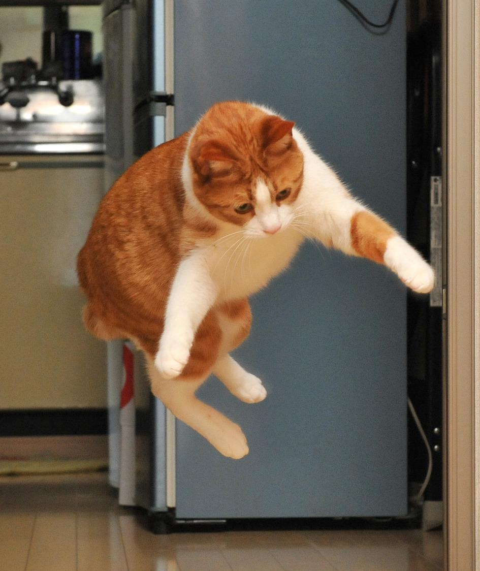 106109-domestic-cat.jpg