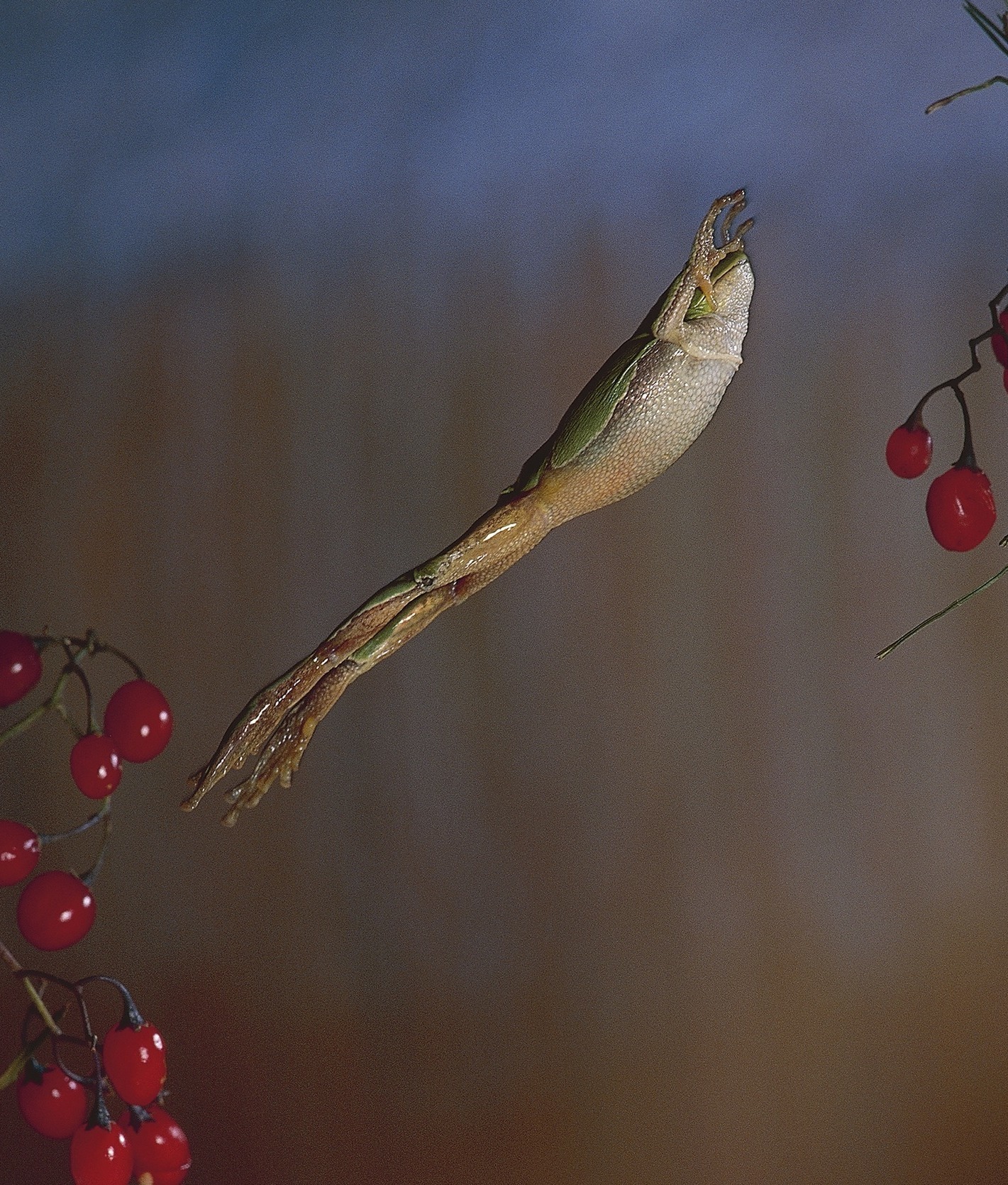 106110-frog.jpg