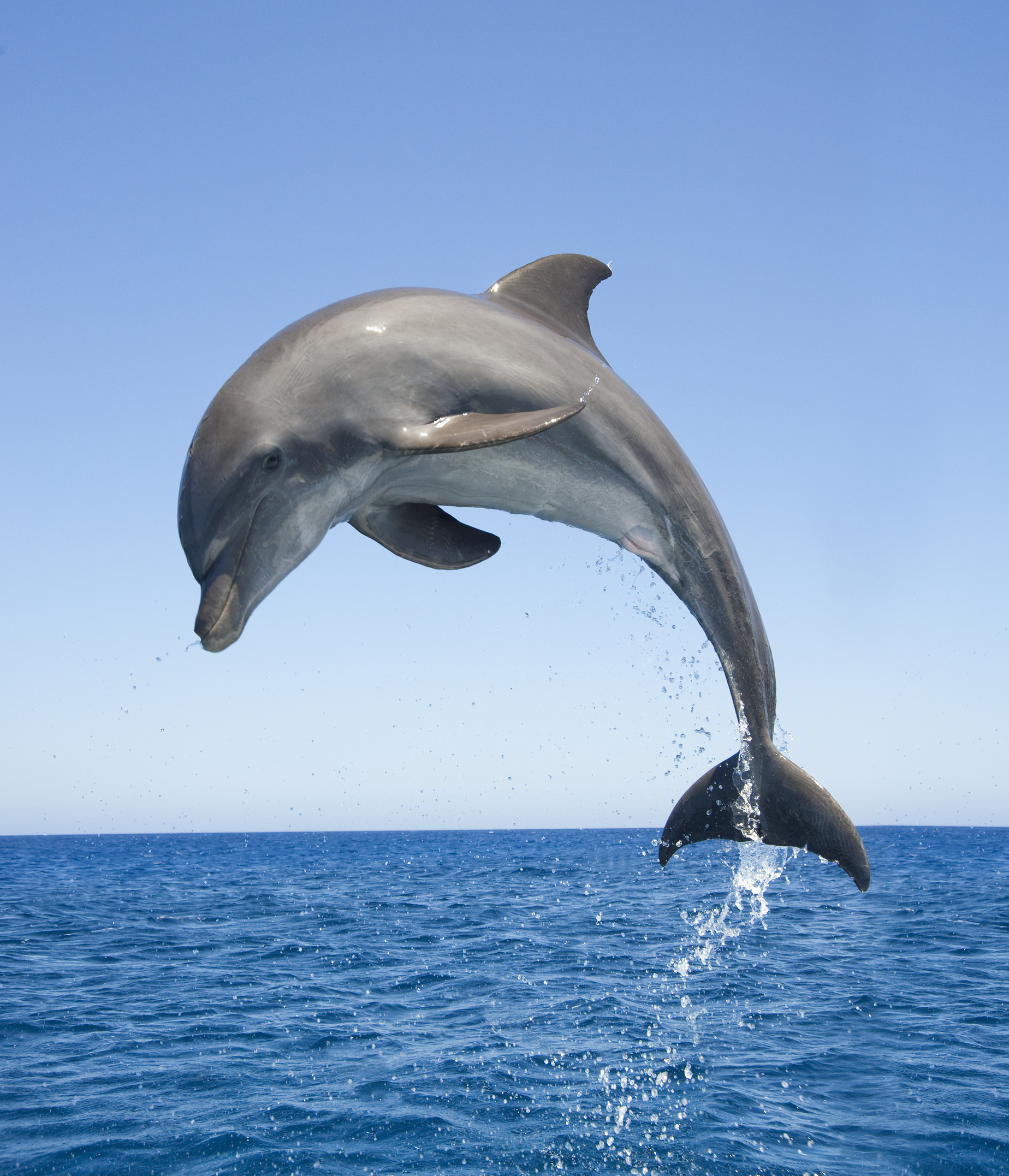 106111-dolphin.jpg
