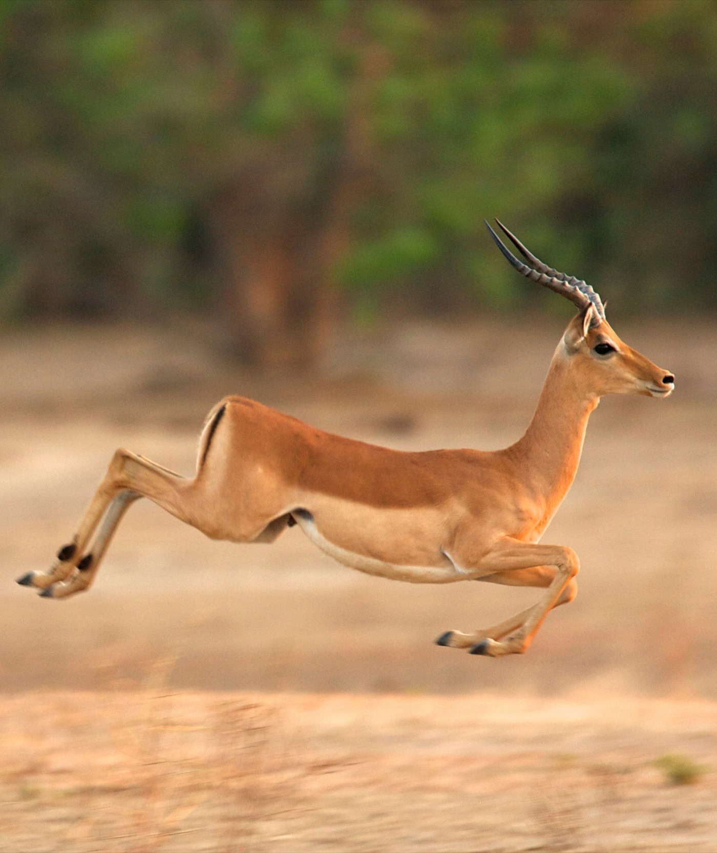 106112-impala.jpg