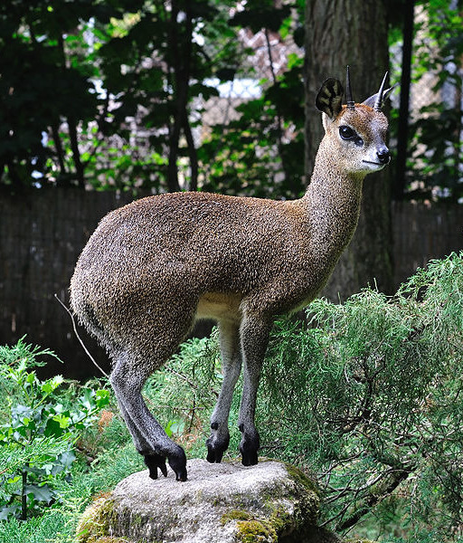 106113-klipspringer.jpg