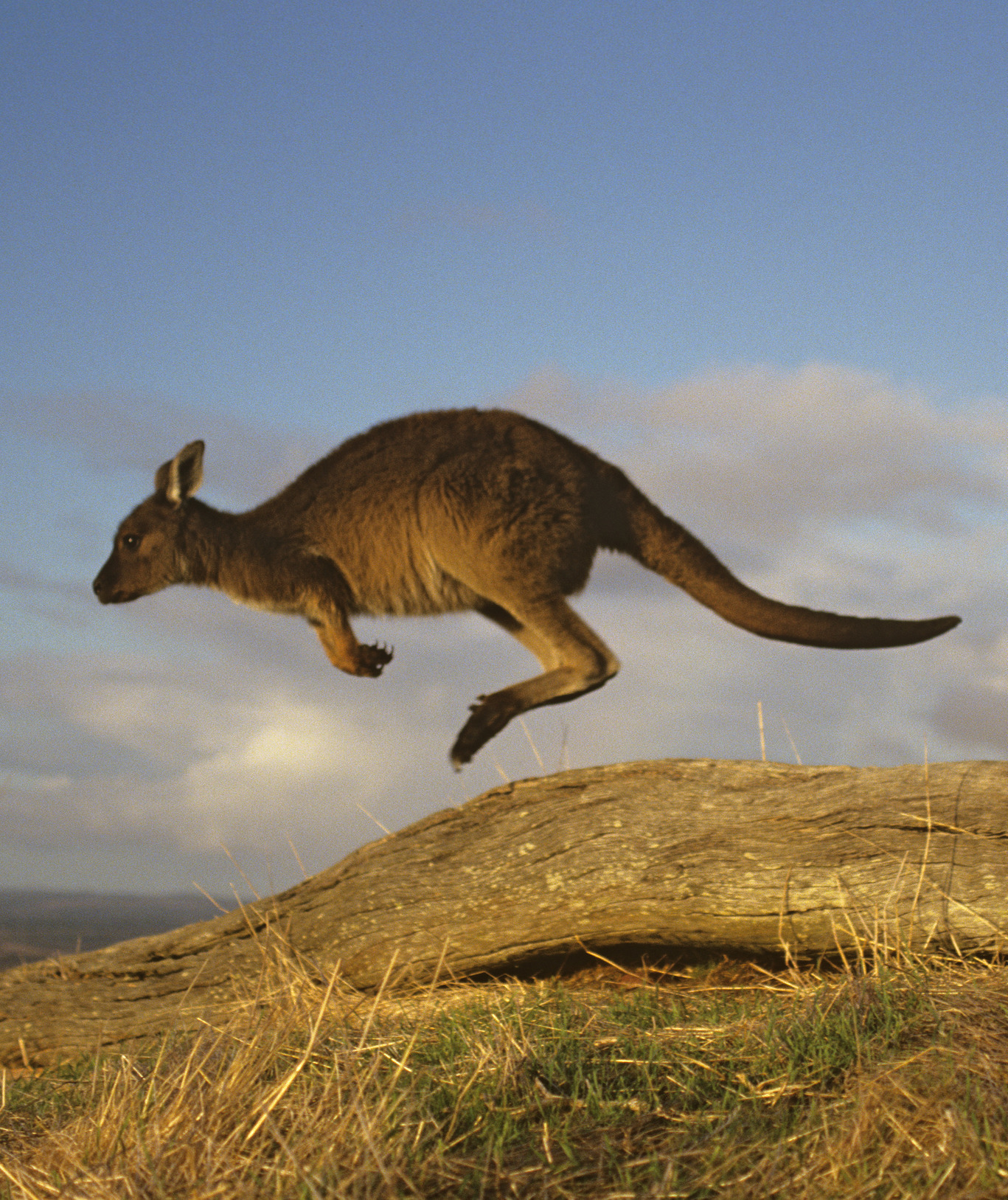 106114-kangaroo.jpg