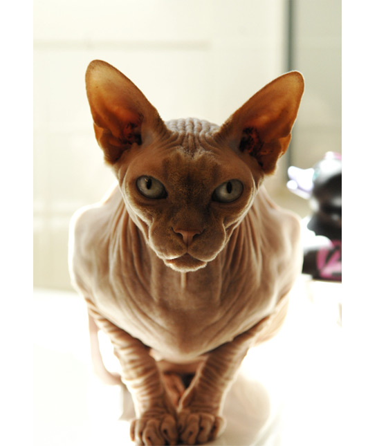 106788-ancient-breed.jpg