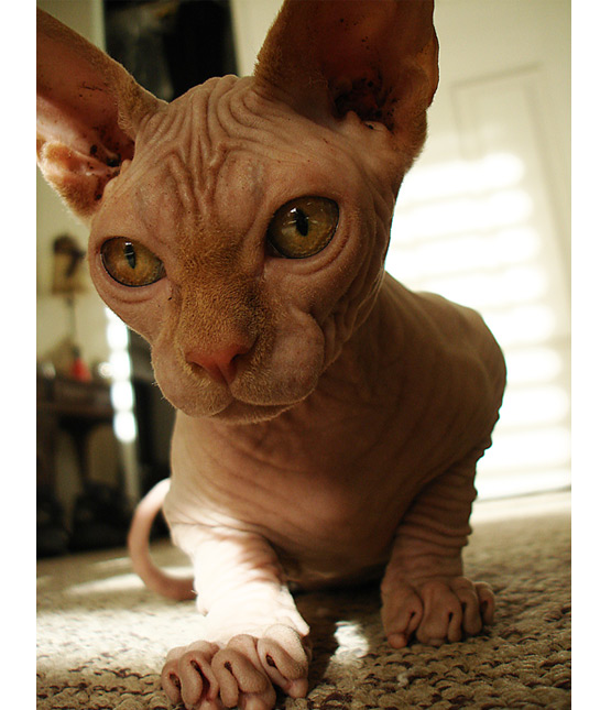 106789-your-epidermis-is-showing.jpg 106789-your-epidermis-is-showing.jpg
