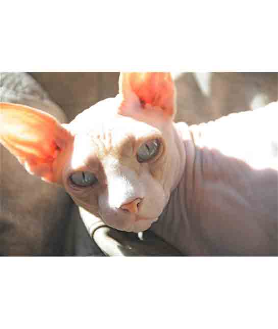 106843-hypoallergenic-cat.jpg