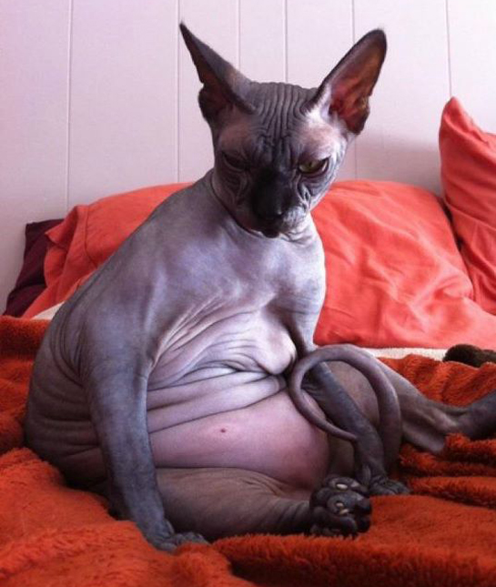 106845-pot-belly-kitties.jpg