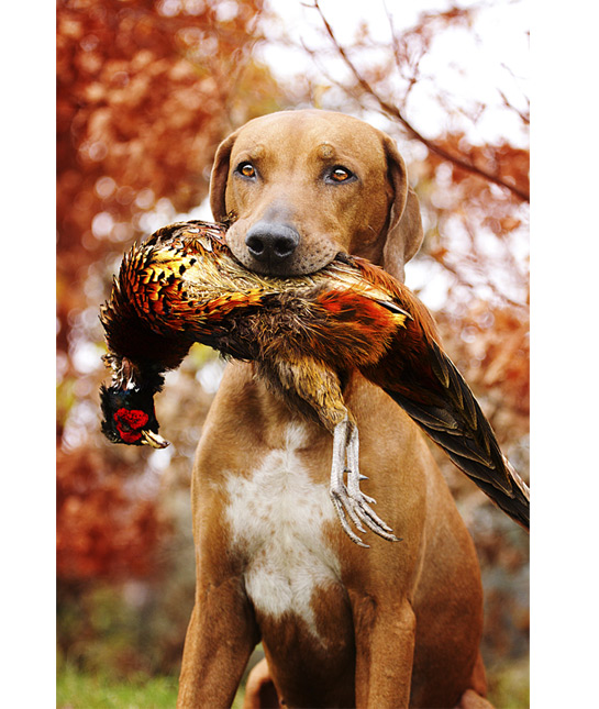 107419-rhodesian-ridgeback-pheasant-mouth.jpg
