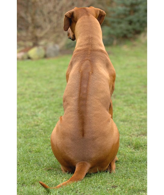 107420-rhodesian-ridgeback.jpg